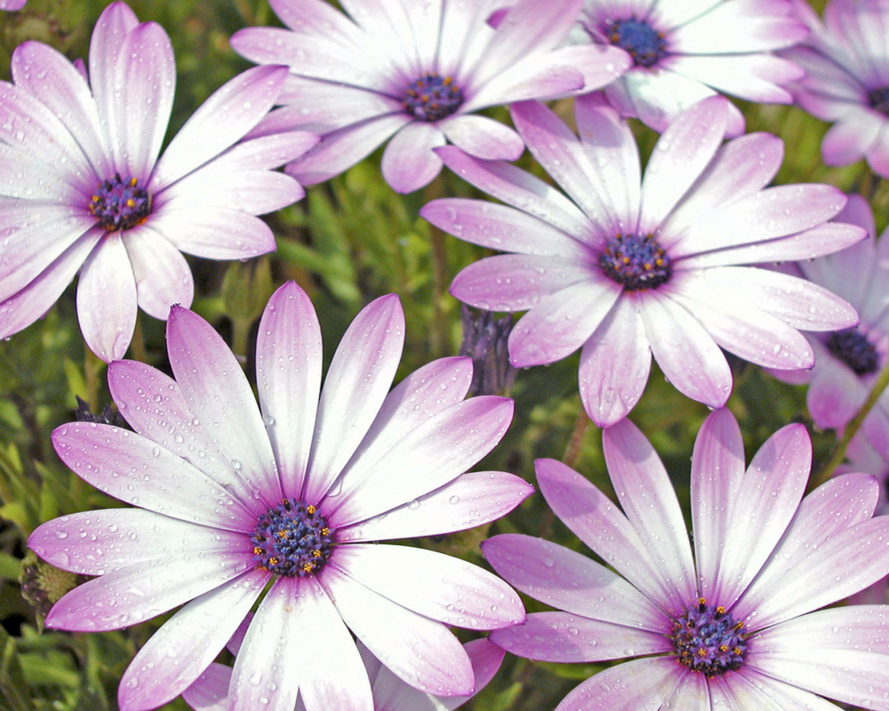 Влажные лепестки цветов