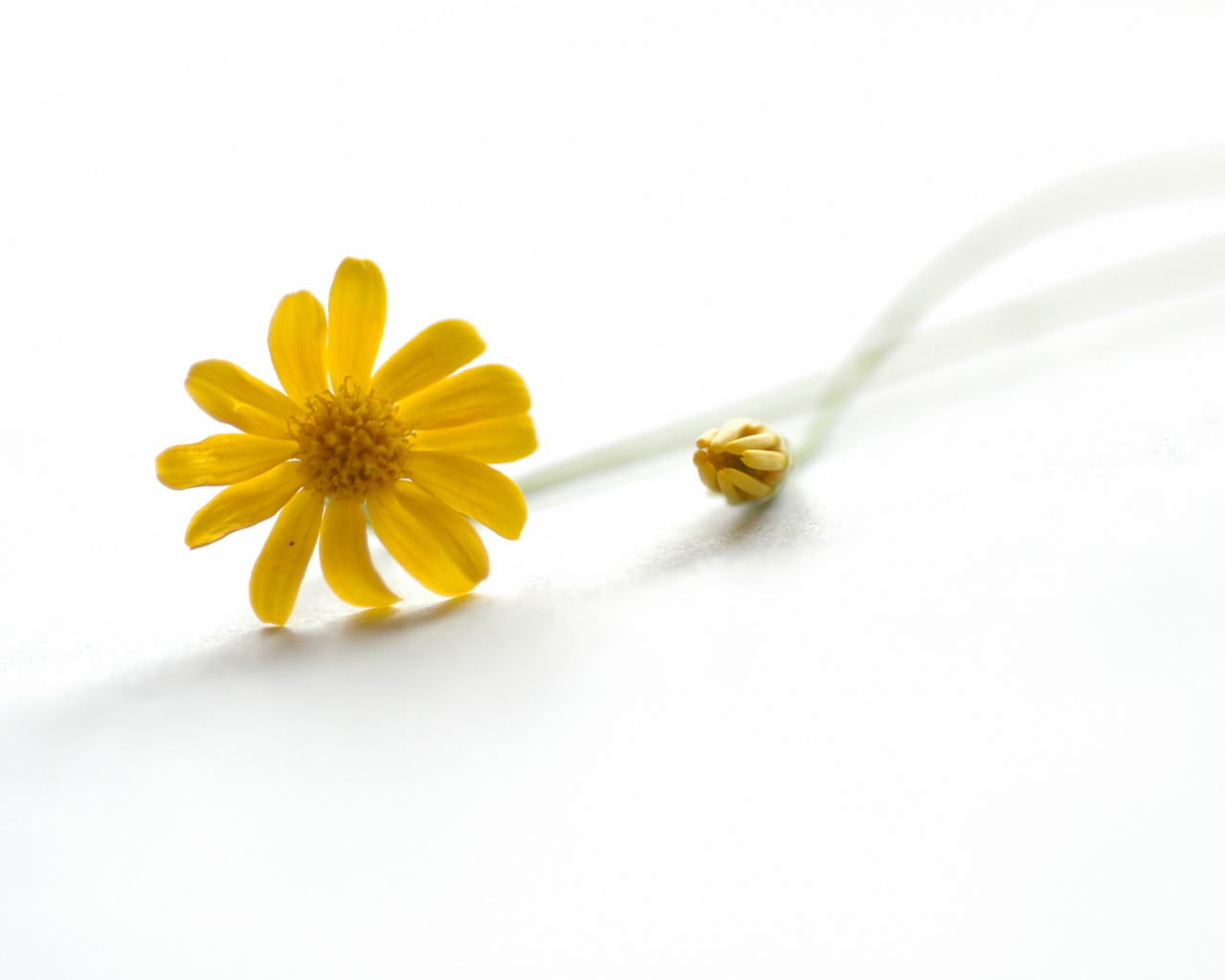 Желтый цветок