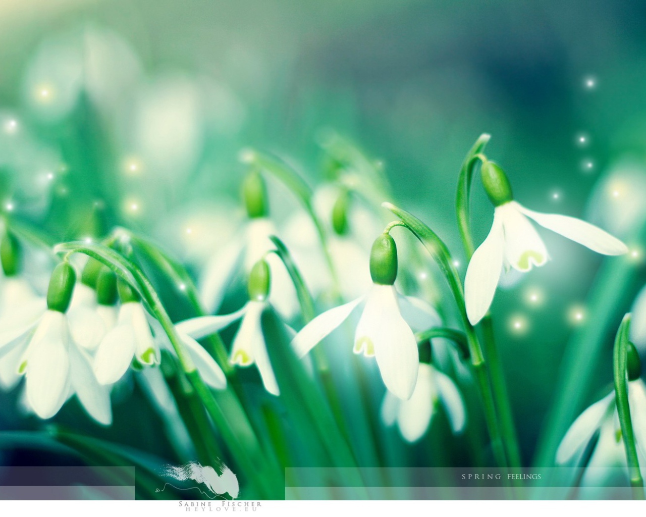 Первые подснежники Весенние цветы