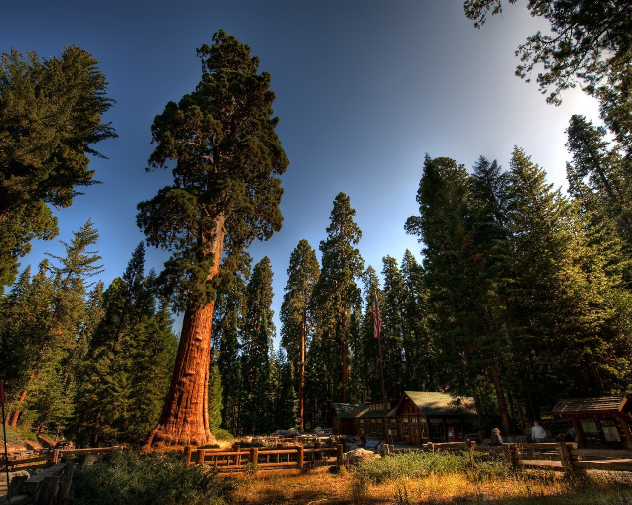 Среди вековых деревьев