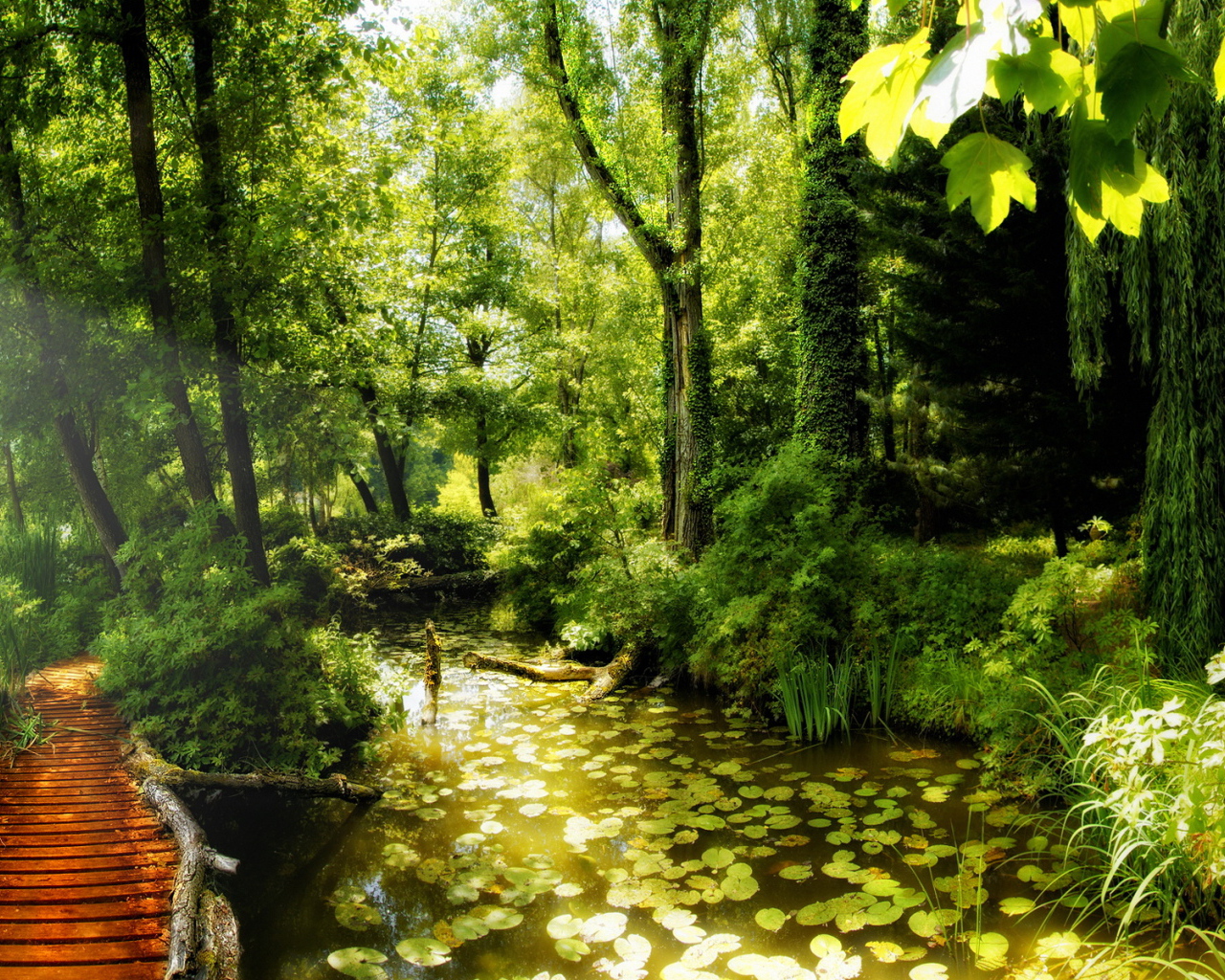 Красота леса