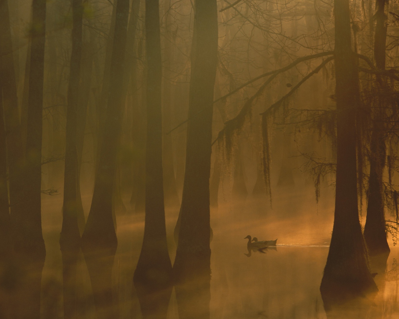 Туман в затопленном лесу