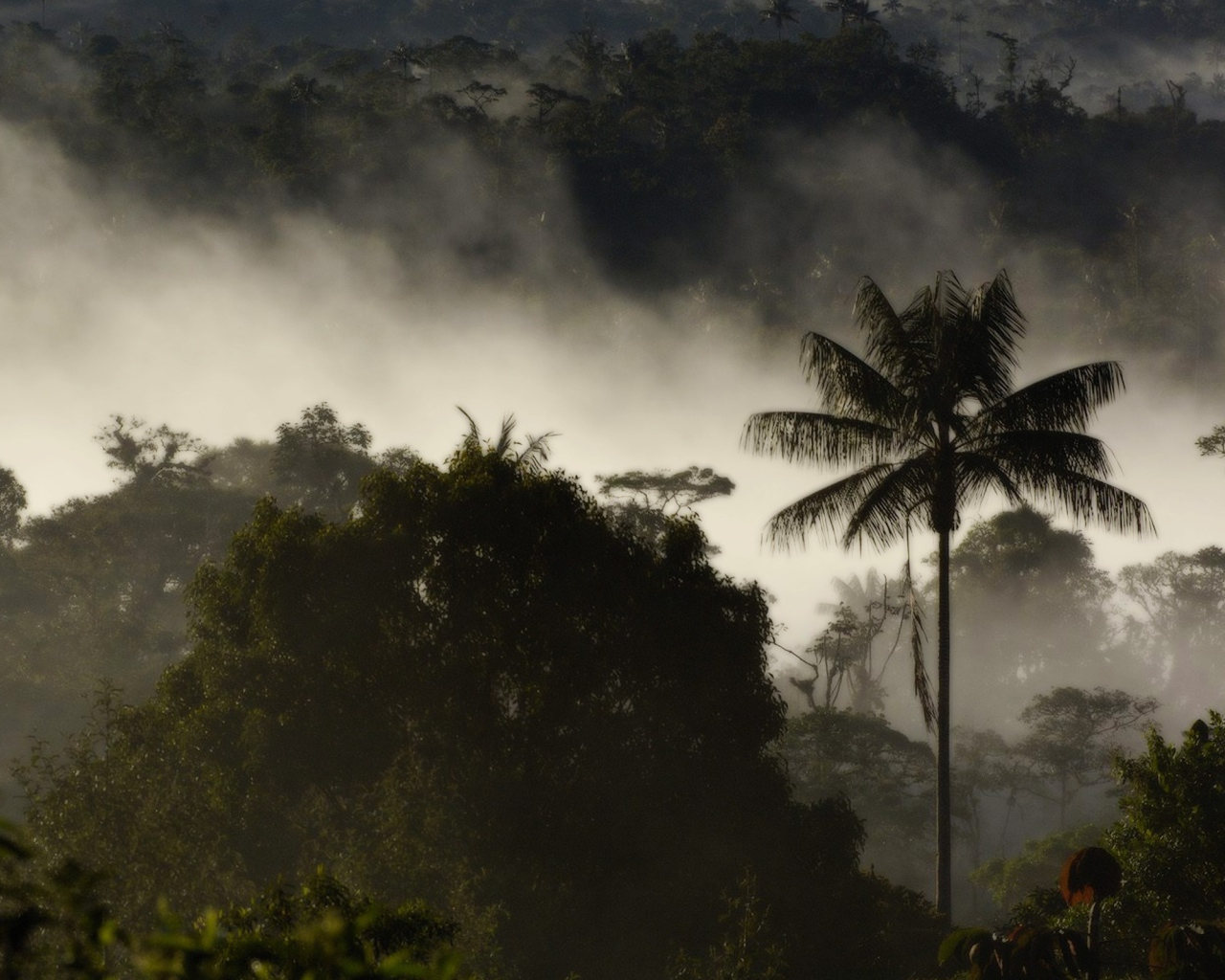 Туман в тропическом лесу