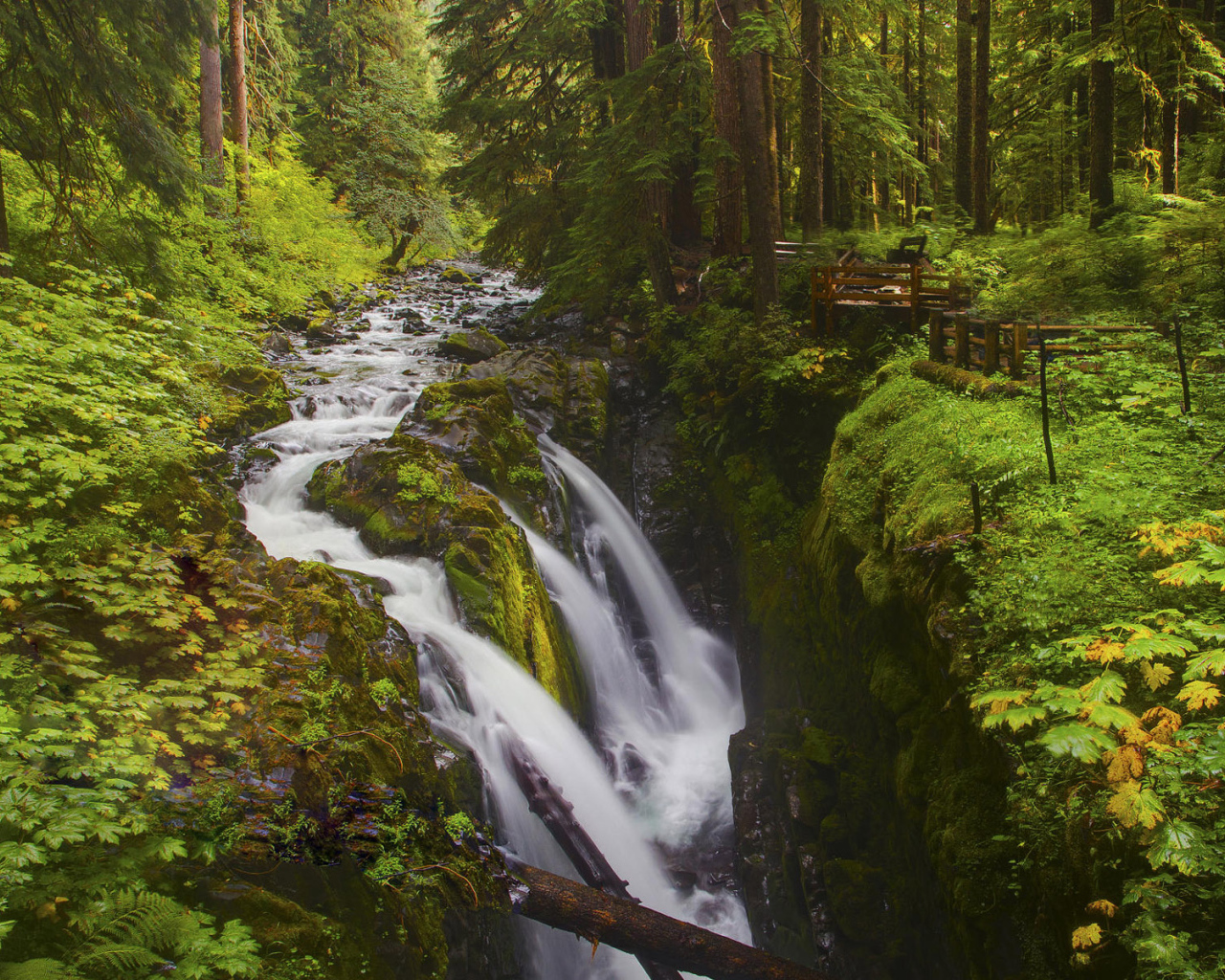 Лесной ручей