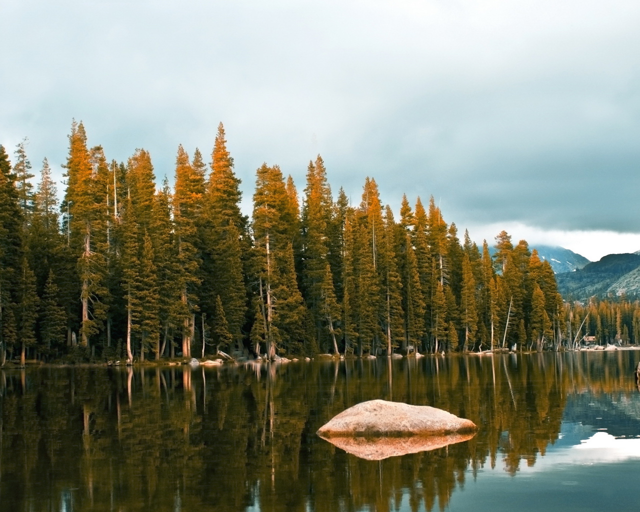 Лес около озеро