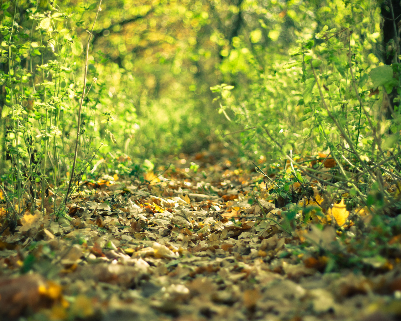 Лесная тропинка