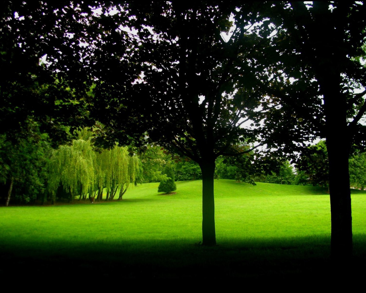 В тени деревьев