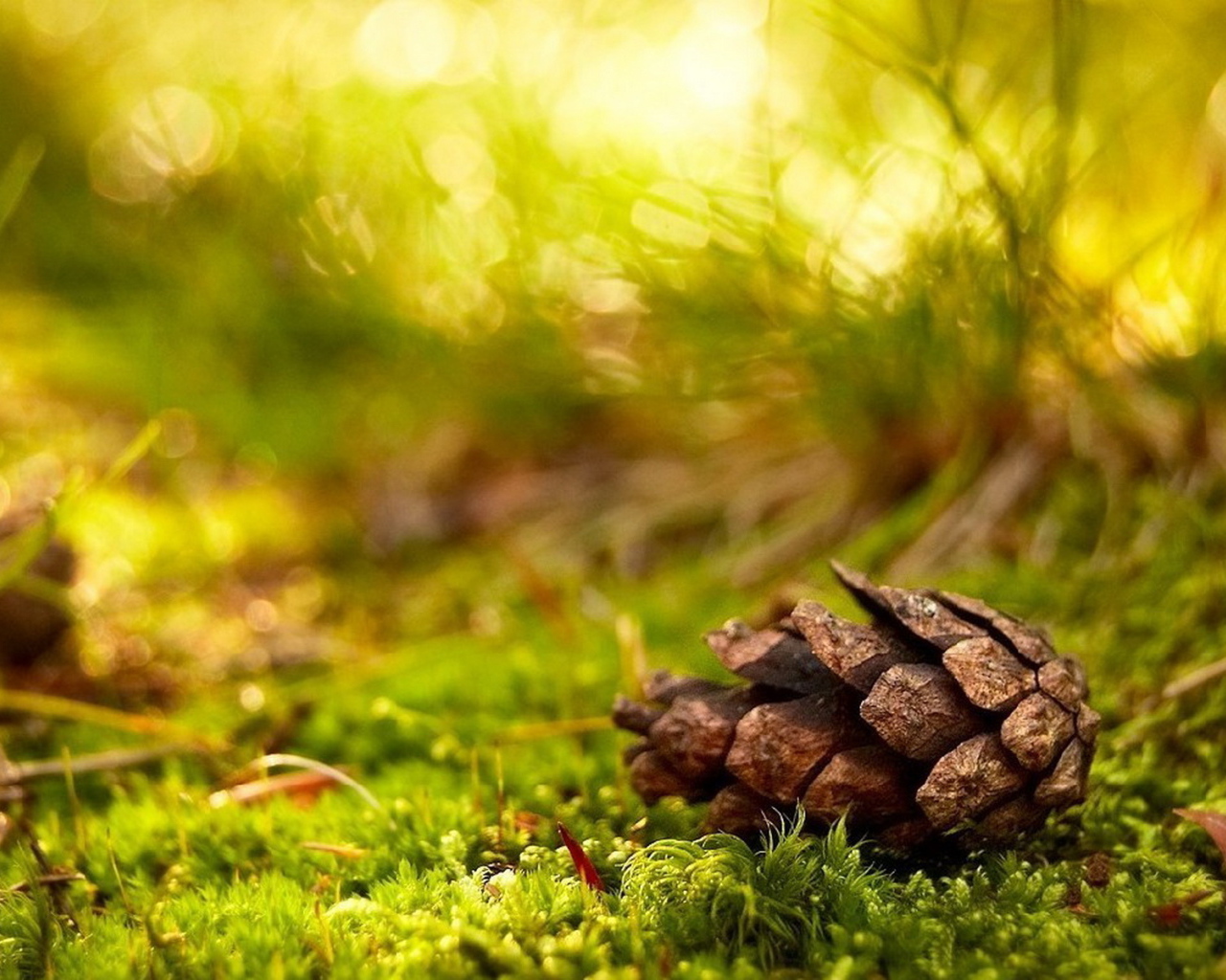 Сосновая шишка в лесу