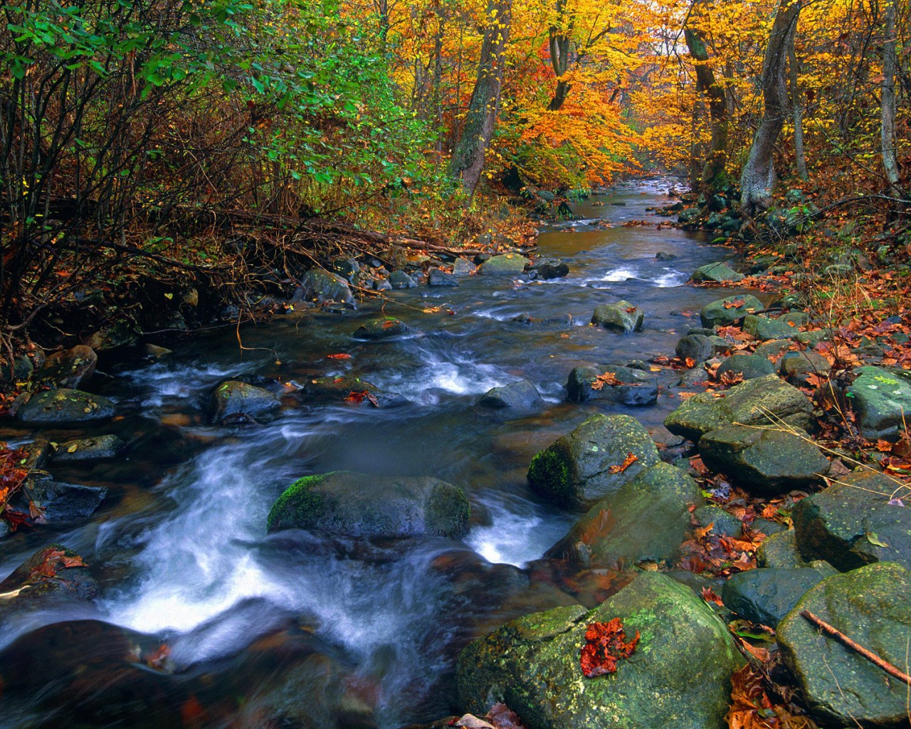 Река в лесу
