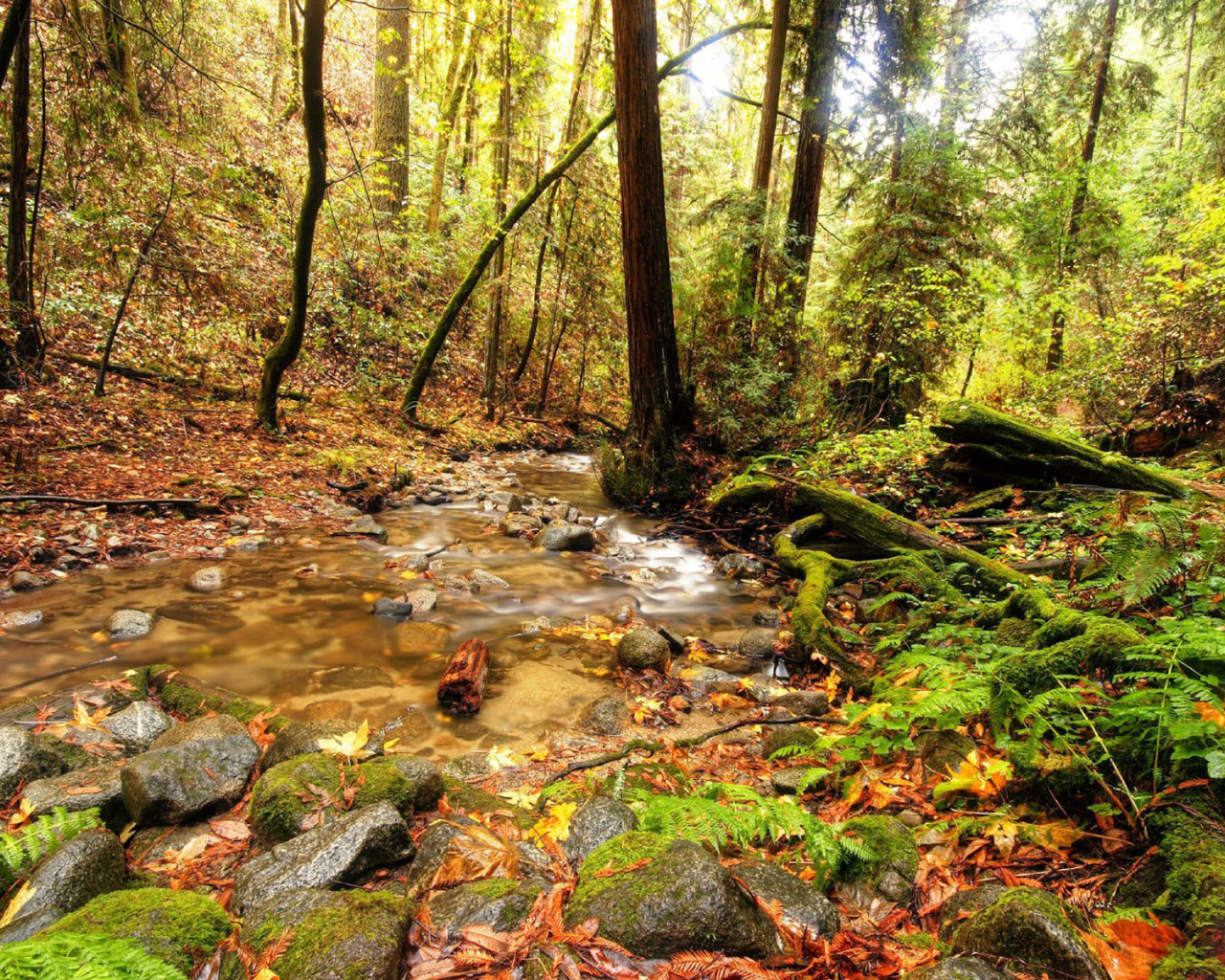 Ручей в лесной чаще