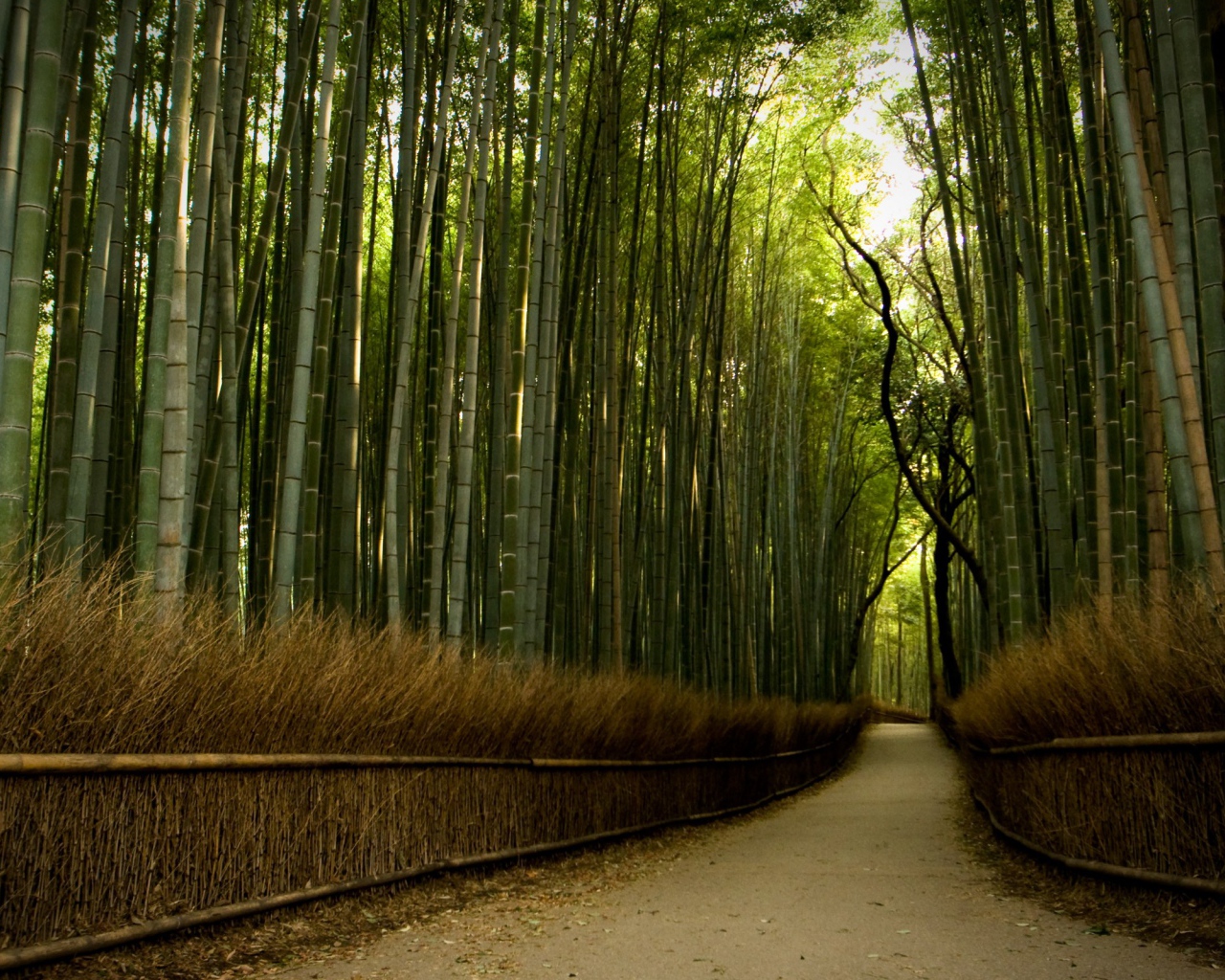 Дорожка через бамбуковый лес