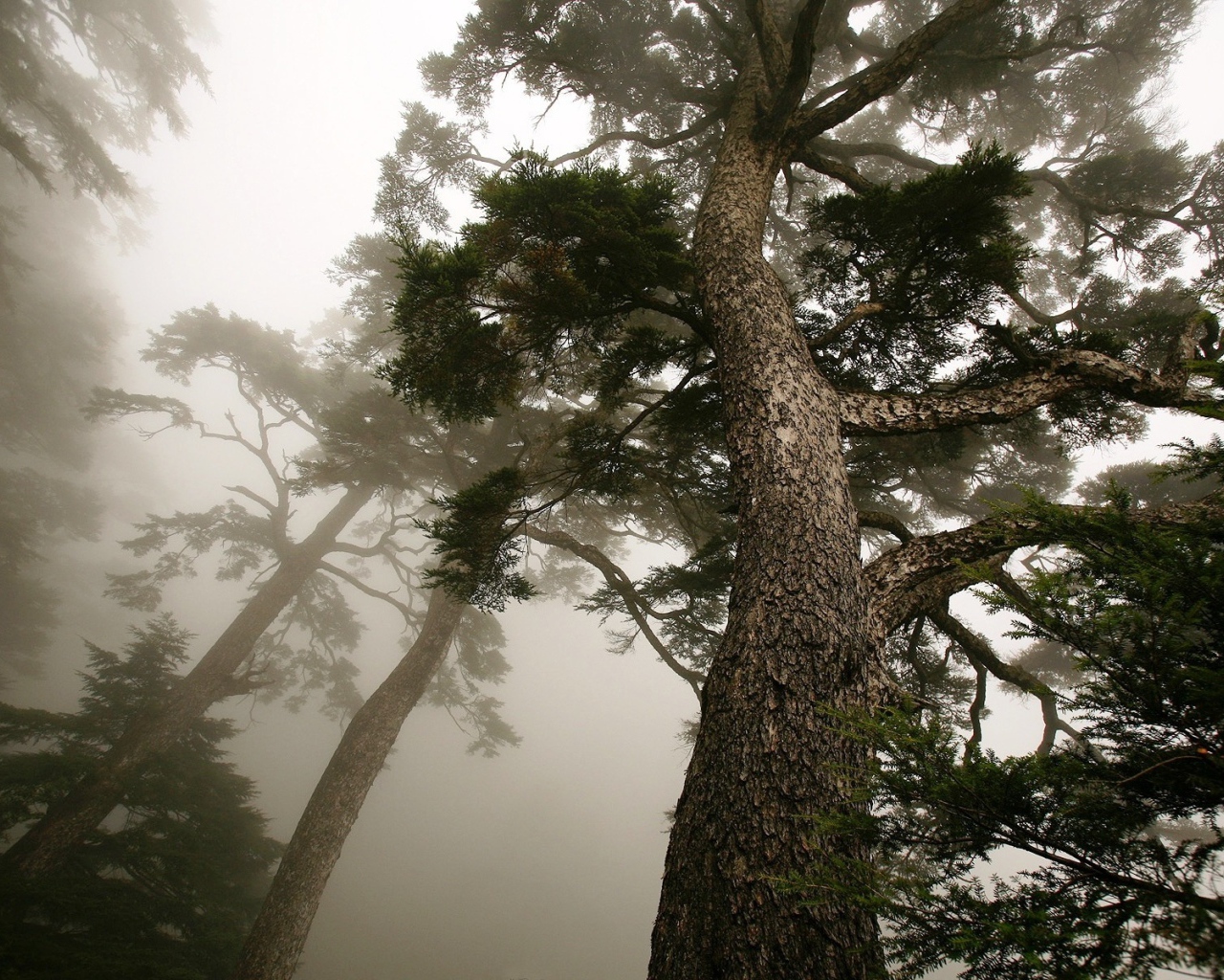 Деревья в тумане