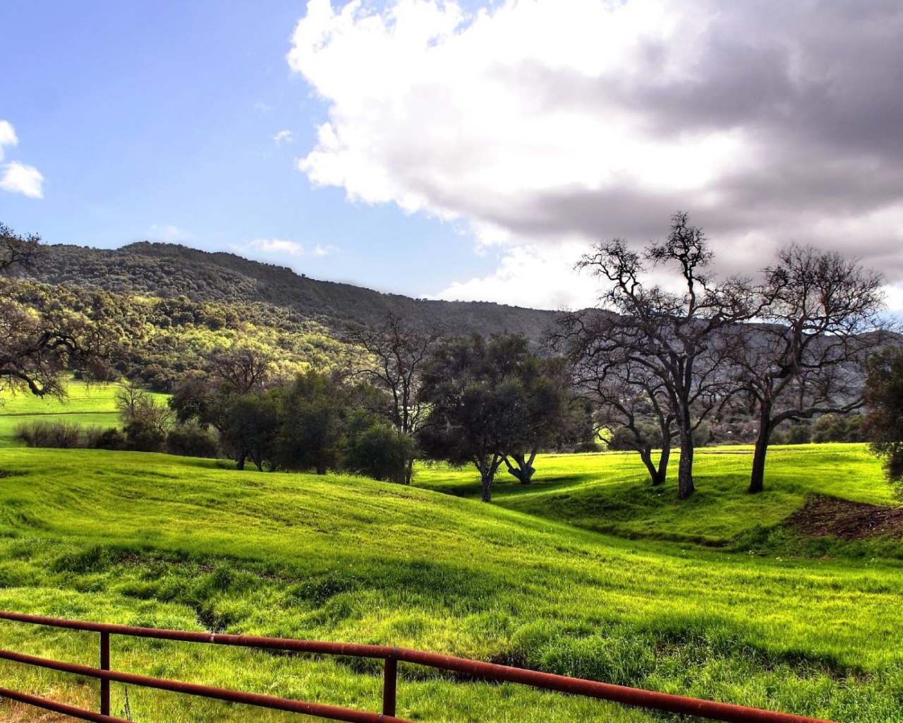 Лесные просторы