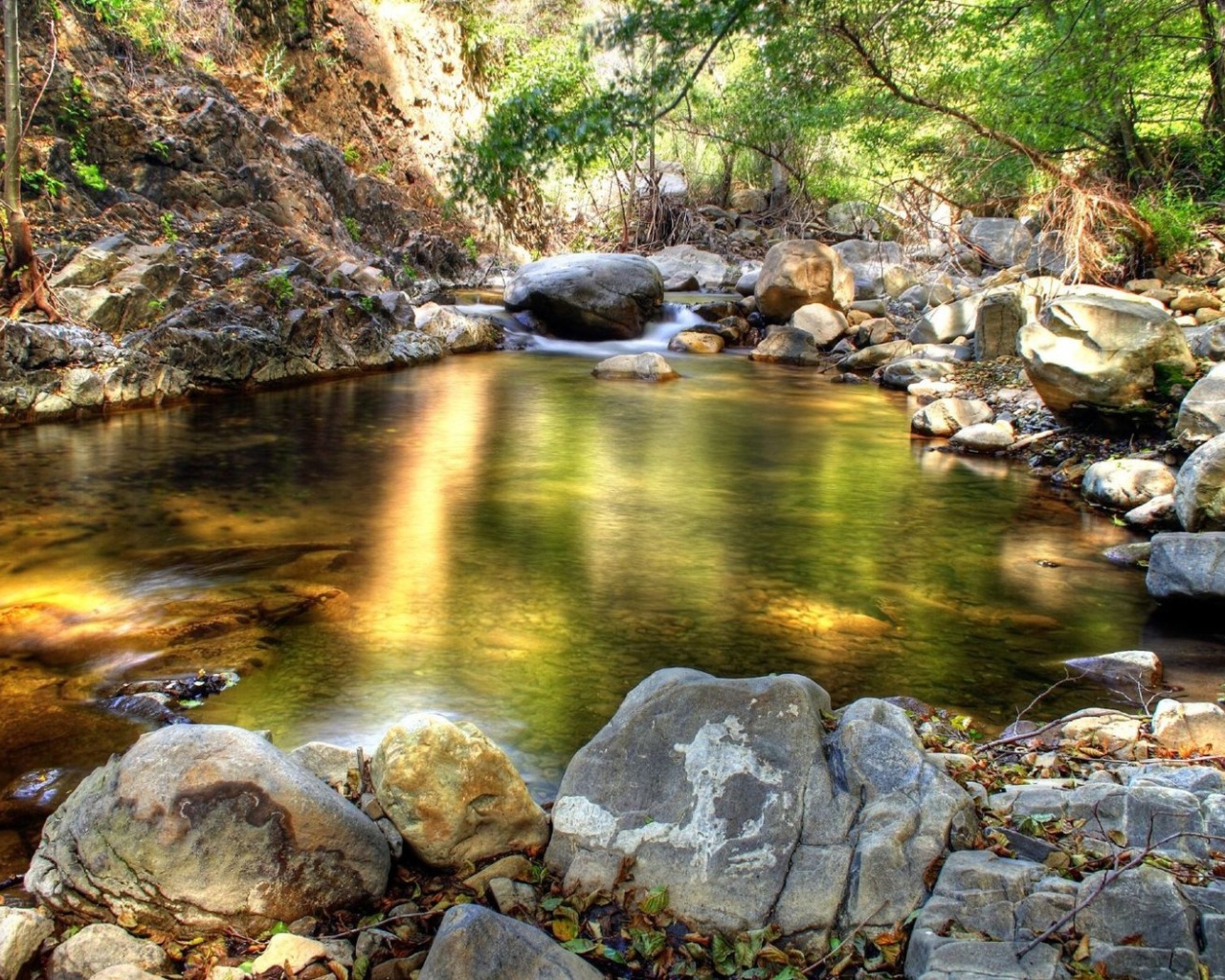 Лесной ручей