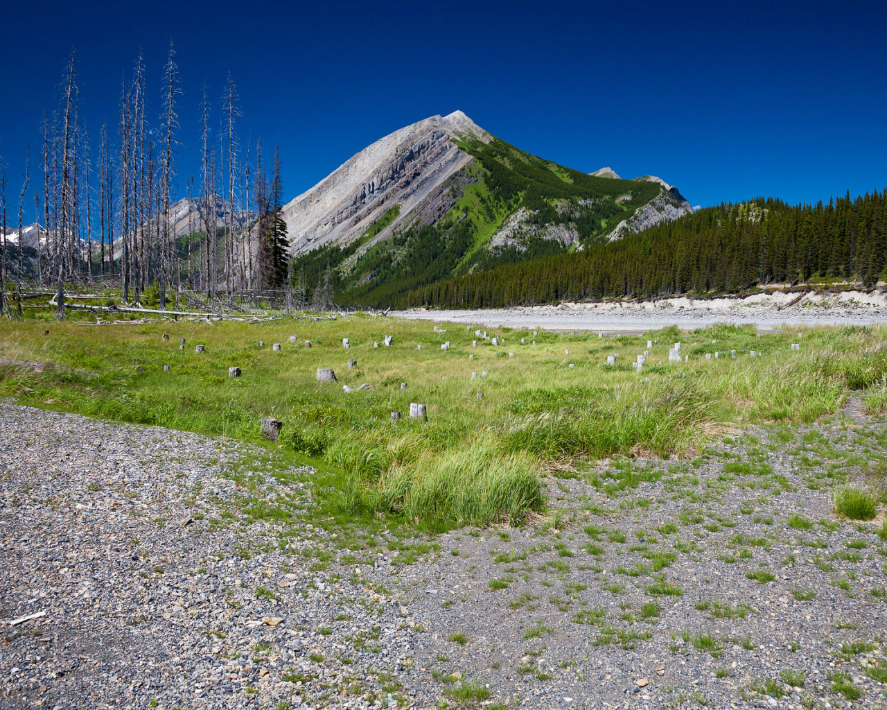 Сухостой у подножия