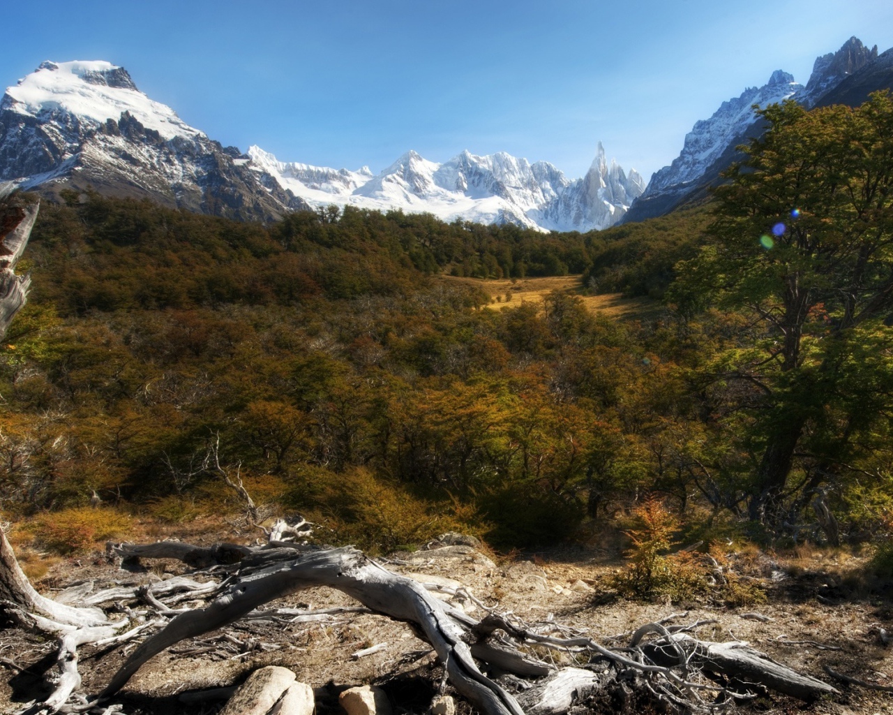 Лес и снежные вершины