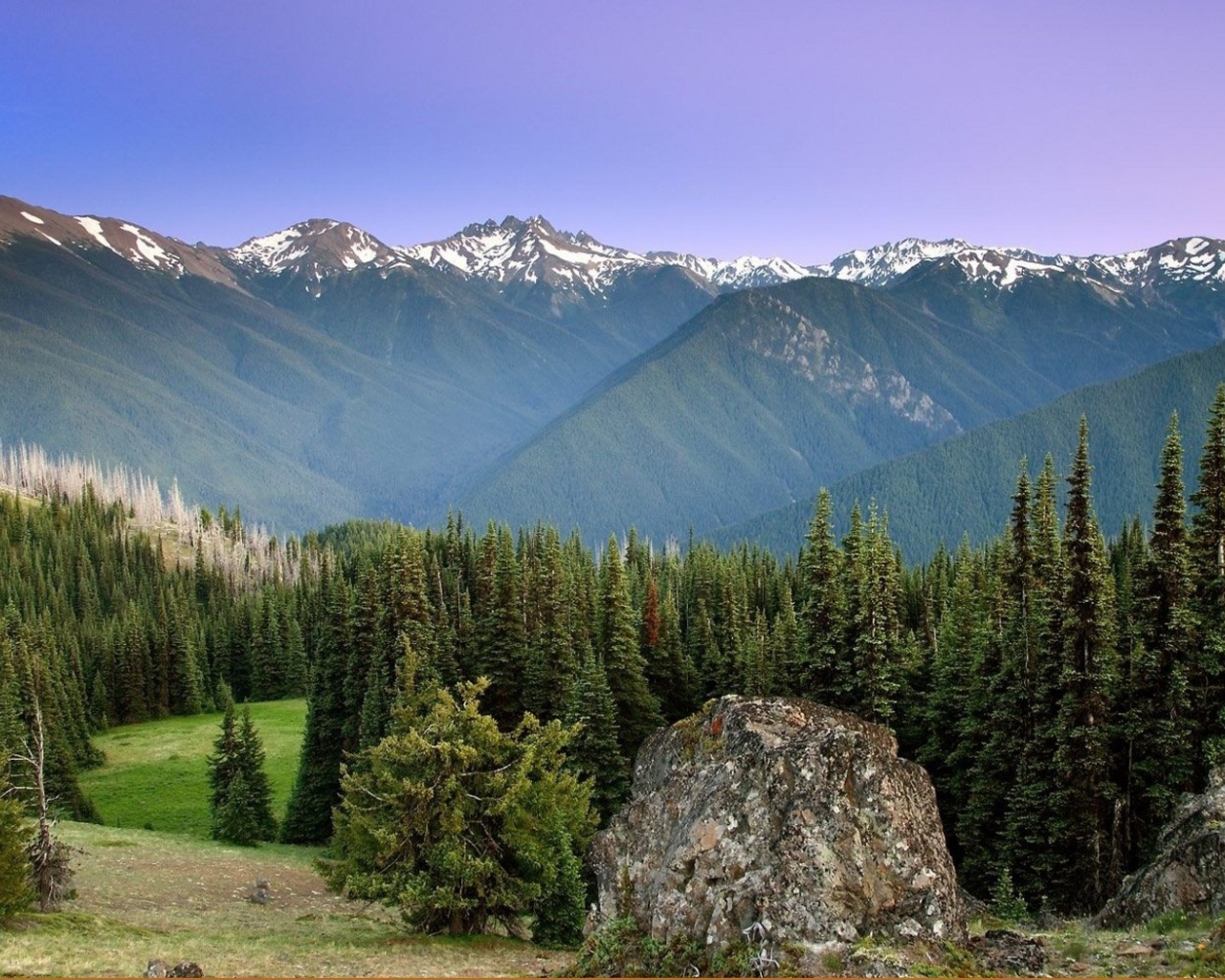 Лес на горных вершинах