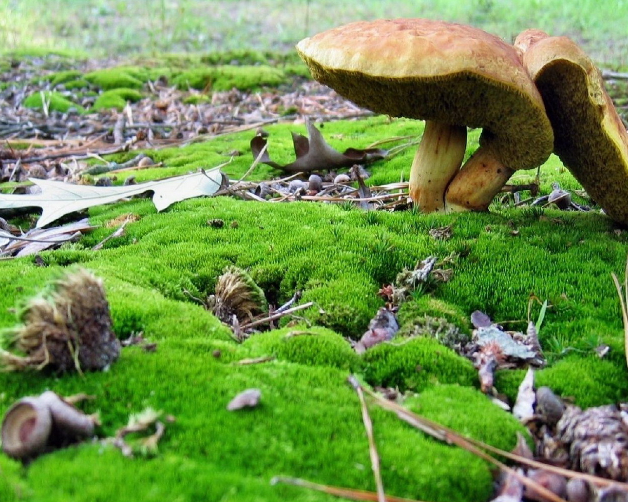 Грибы среди мха