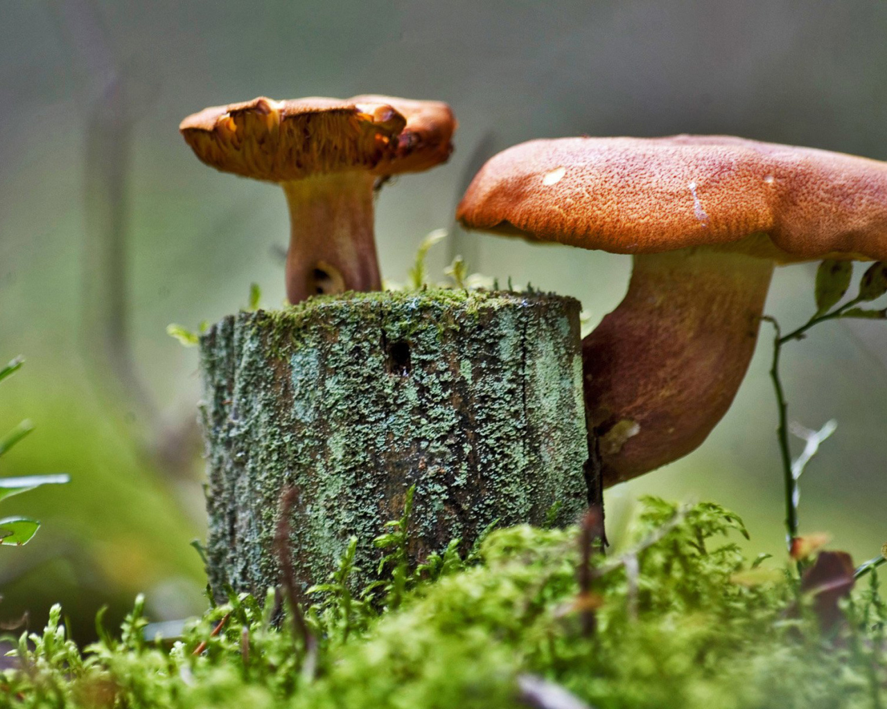 Грибочки на пне