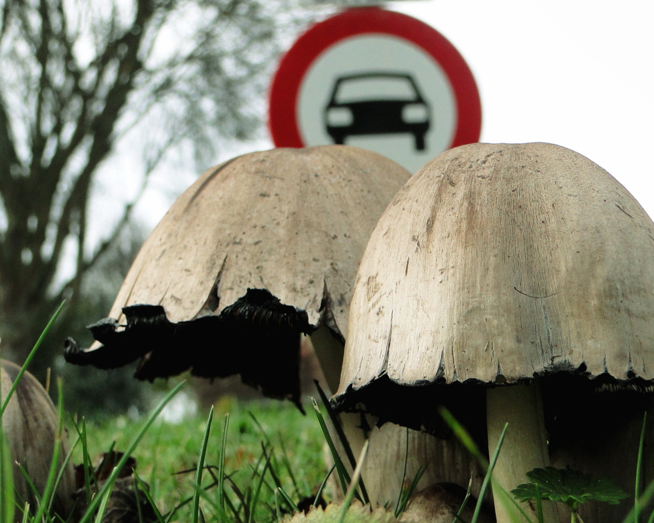 Придорожные поганки