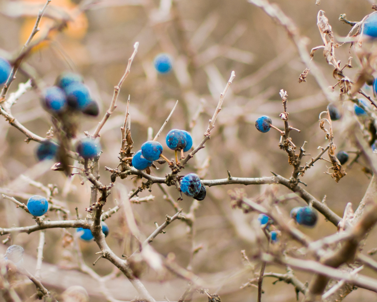 Кусты черники