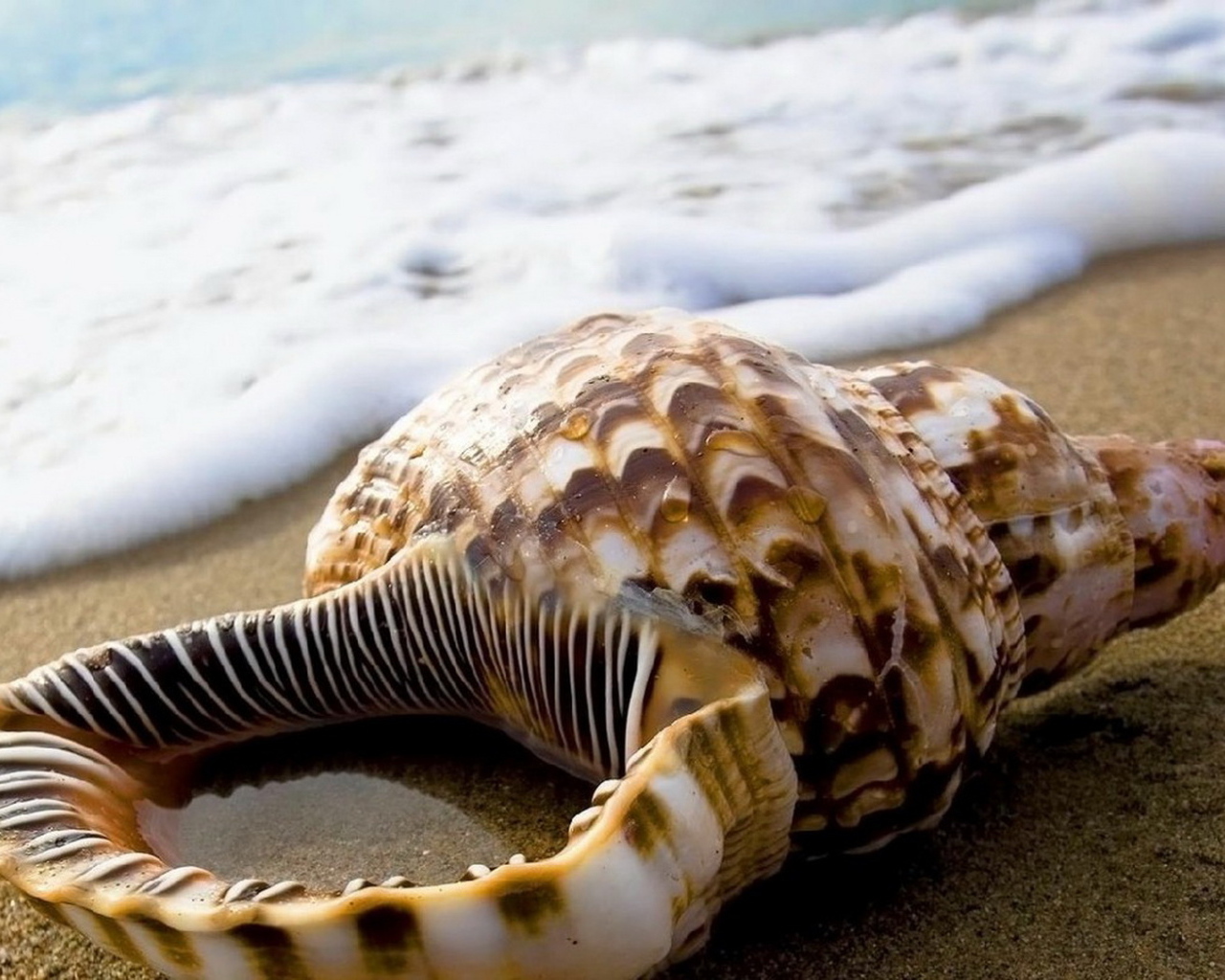 Ракушка на песке