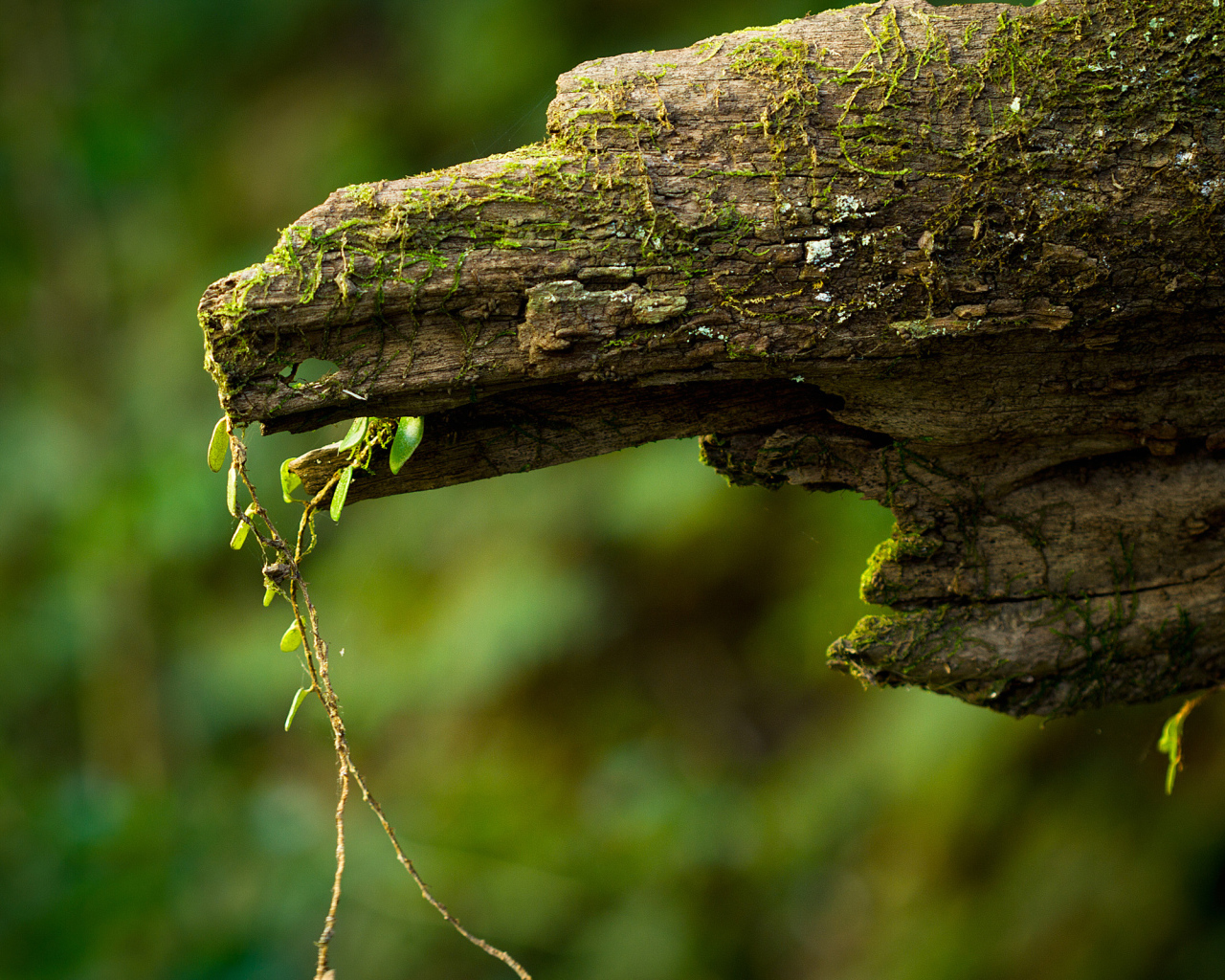 Дряблое бревно