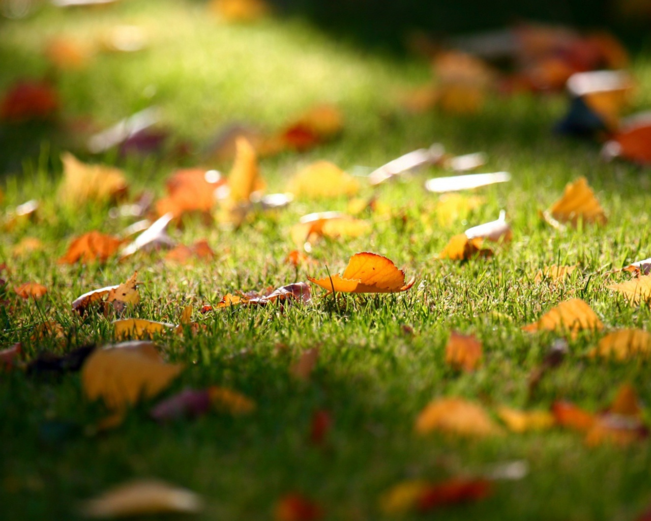 Трава у дома