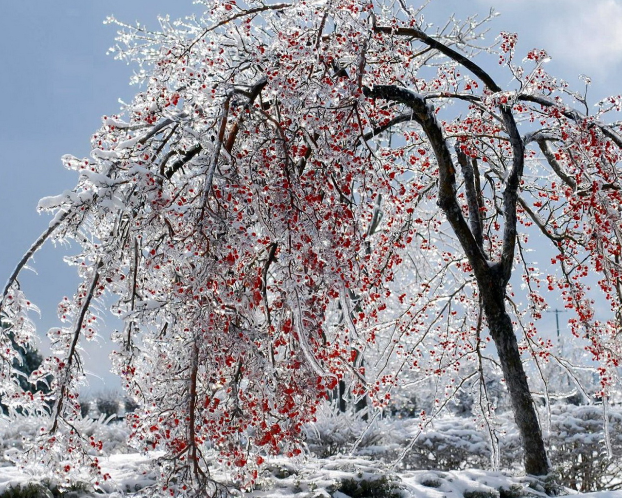 Калина красная