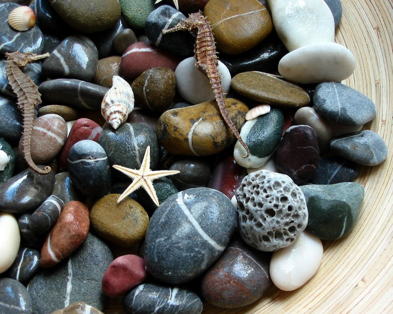 Морские камни. ракушки. звезды
