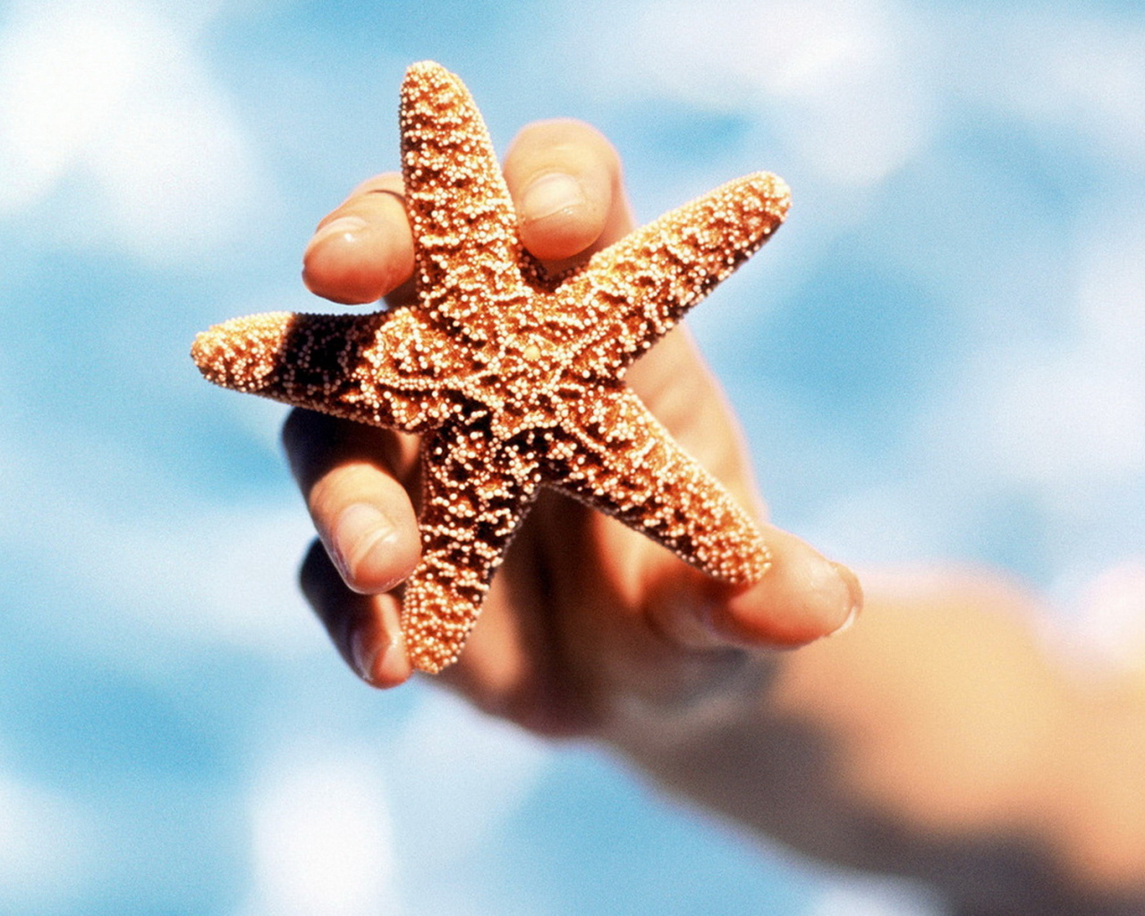 Морская звезда