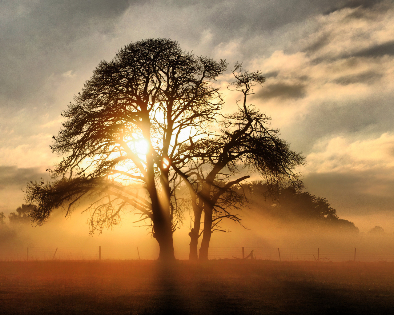 Сквозь ветви дерева