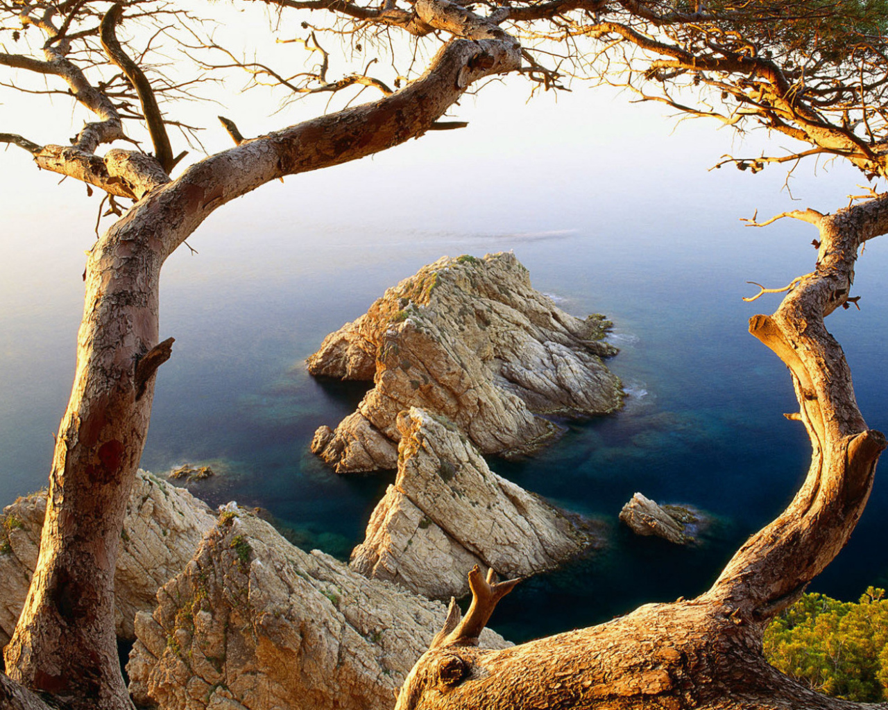 Дерево на обрыве