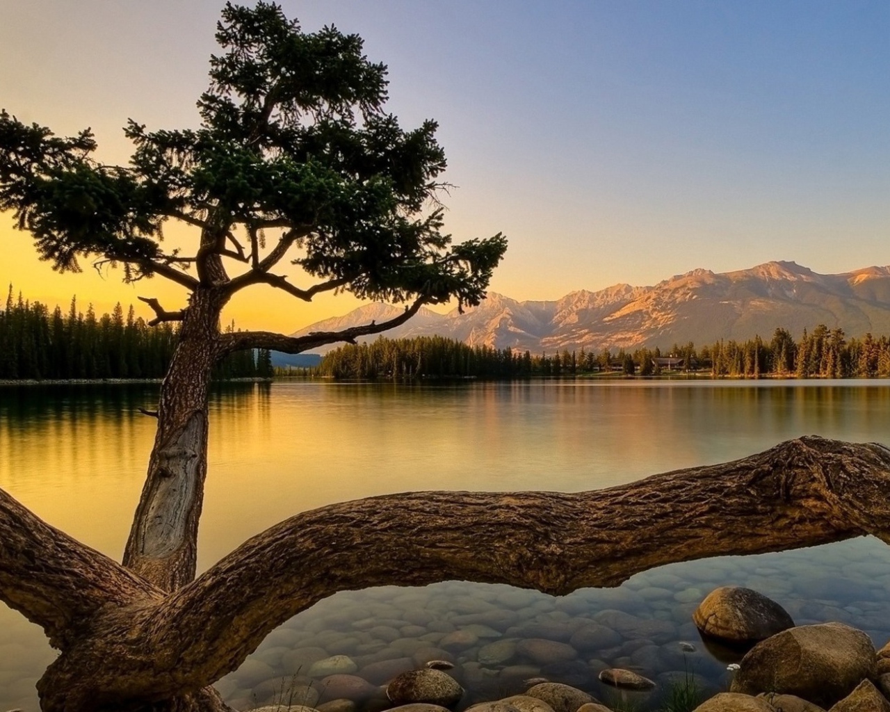 Дерево на берегу