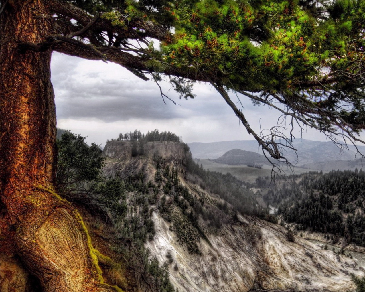 Деревья на склоне