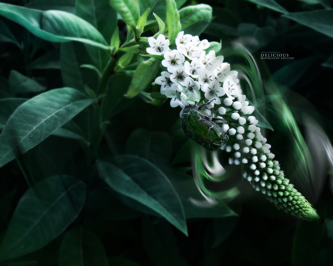 Жук на растении