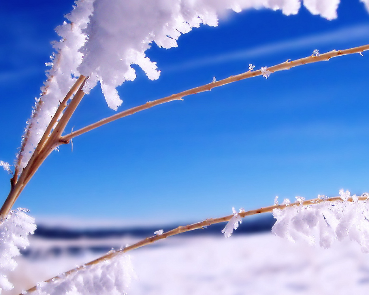 Ветка в инее