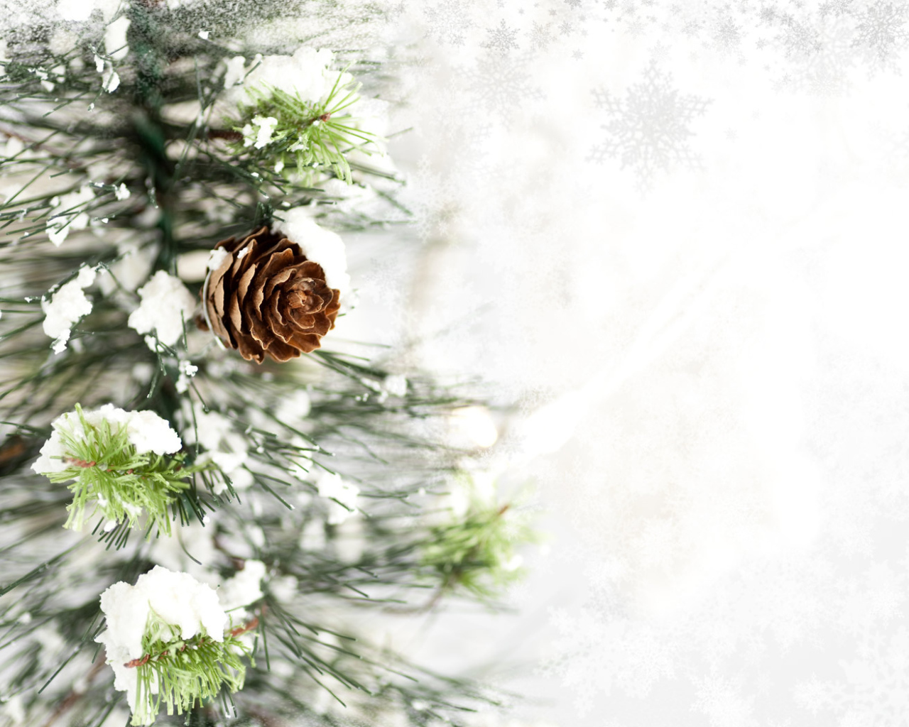 Ветка с шишкой