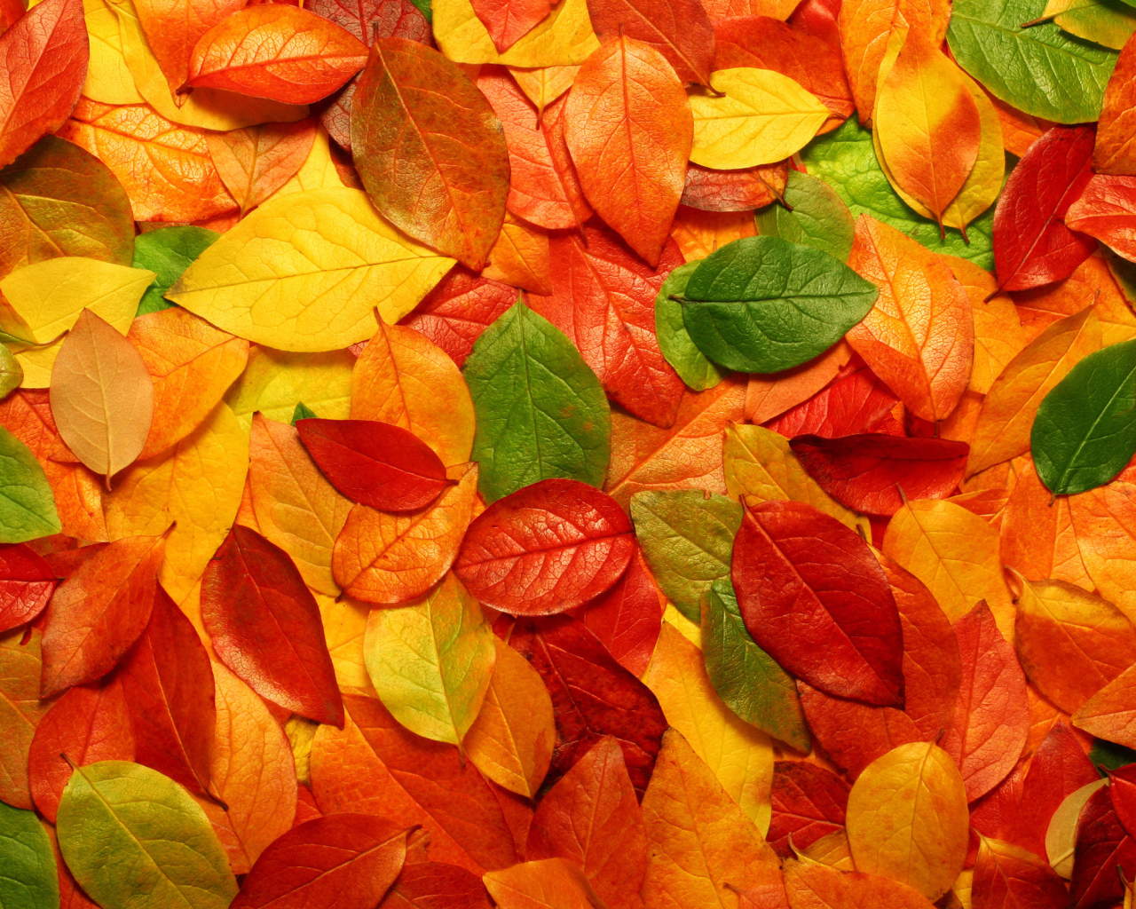 Разноцветные листья
