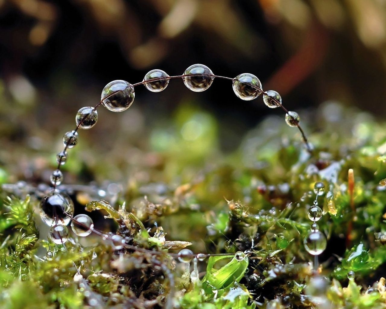 Роса на травинках