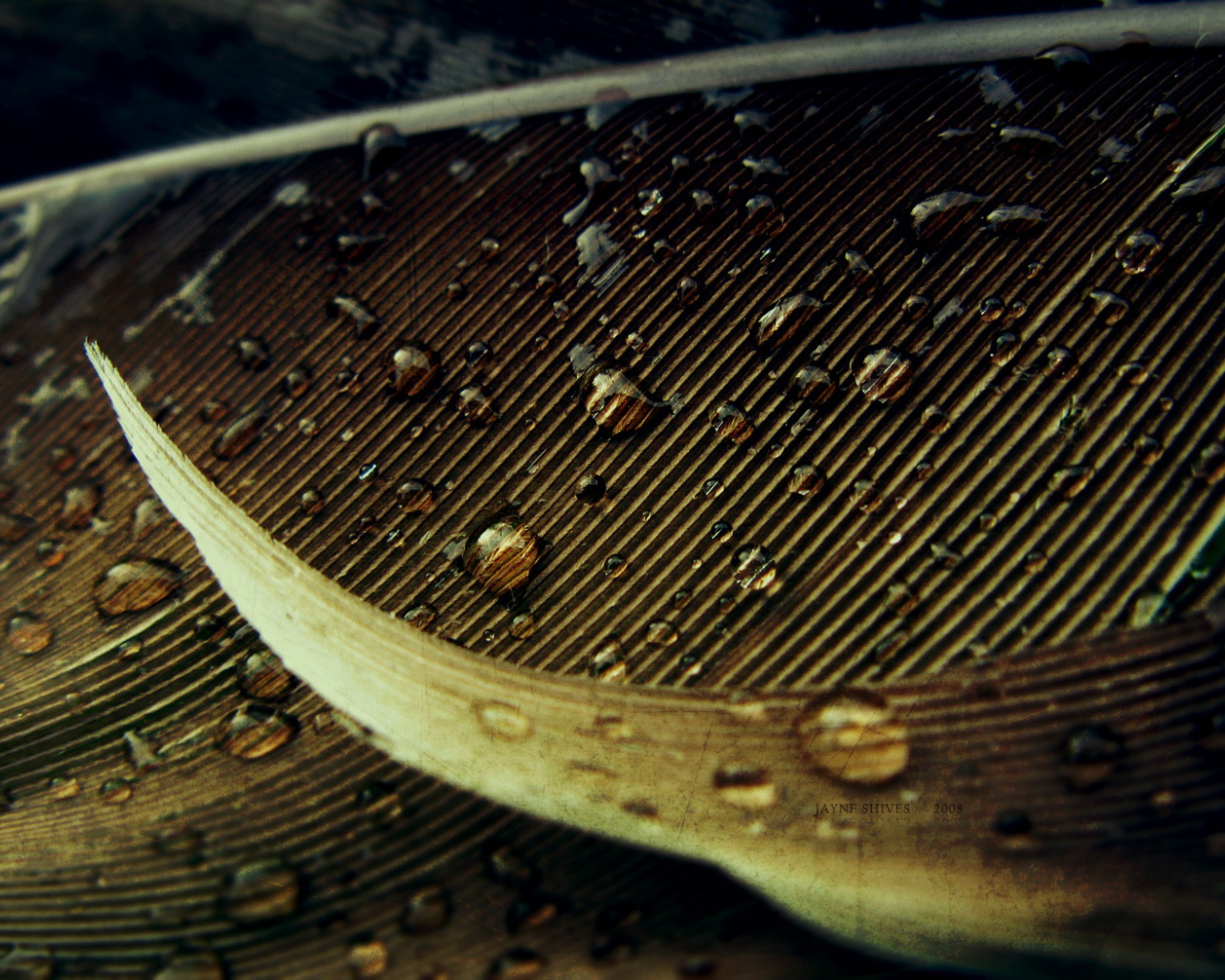 Капли на осеннем листе