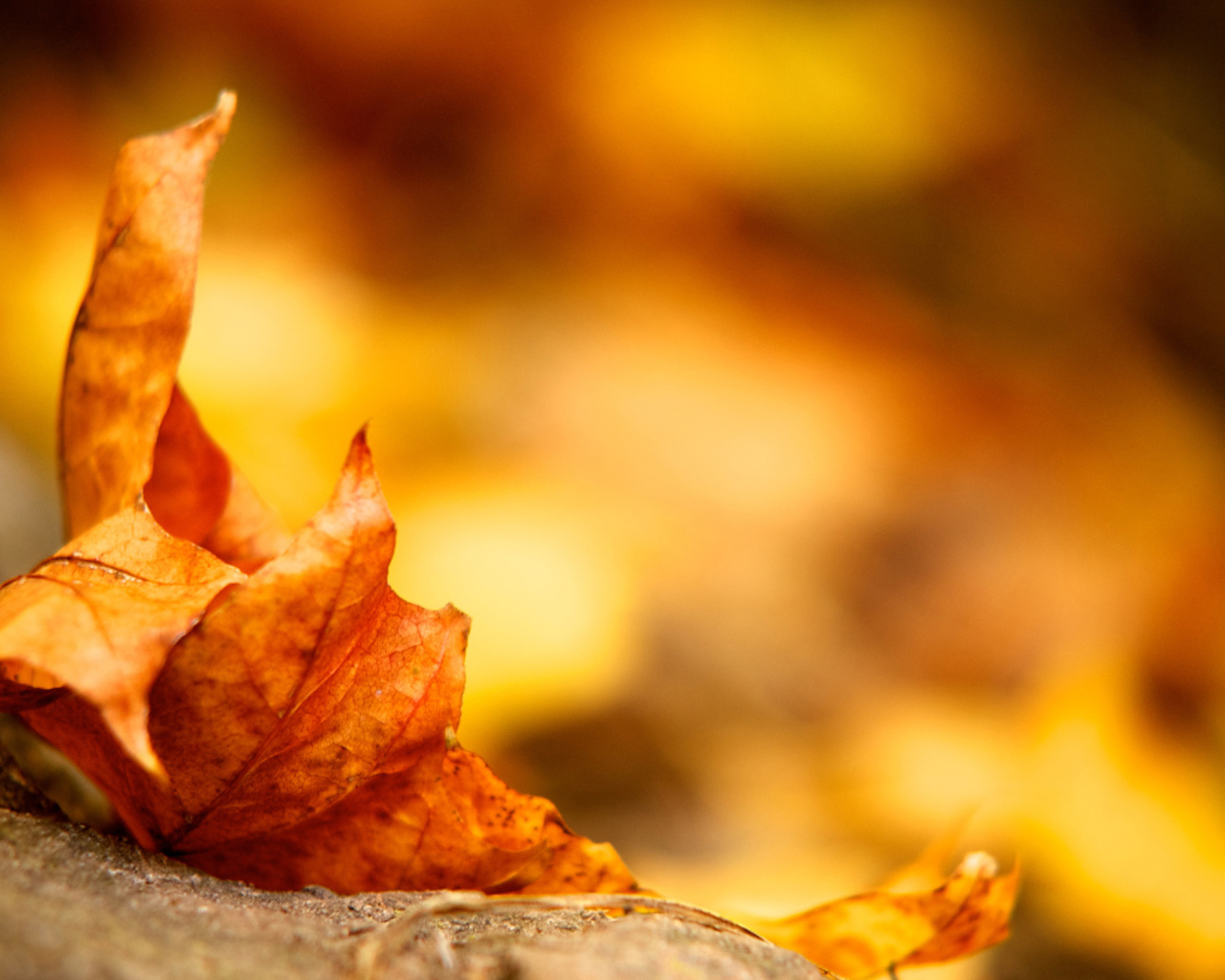 Высохший кленовый листок