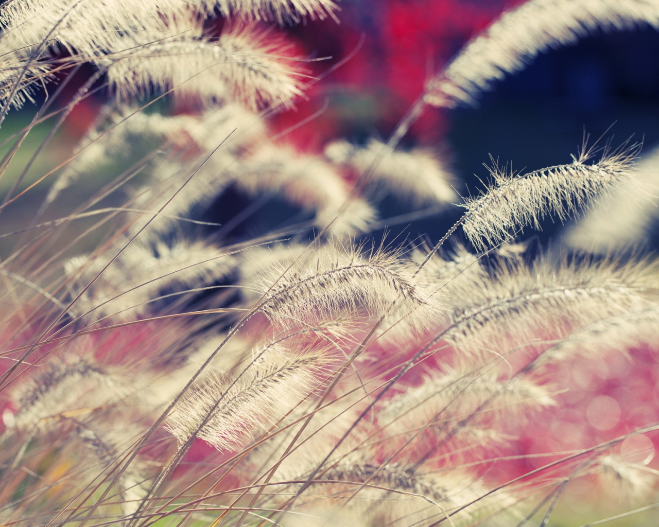 Сухие стебли