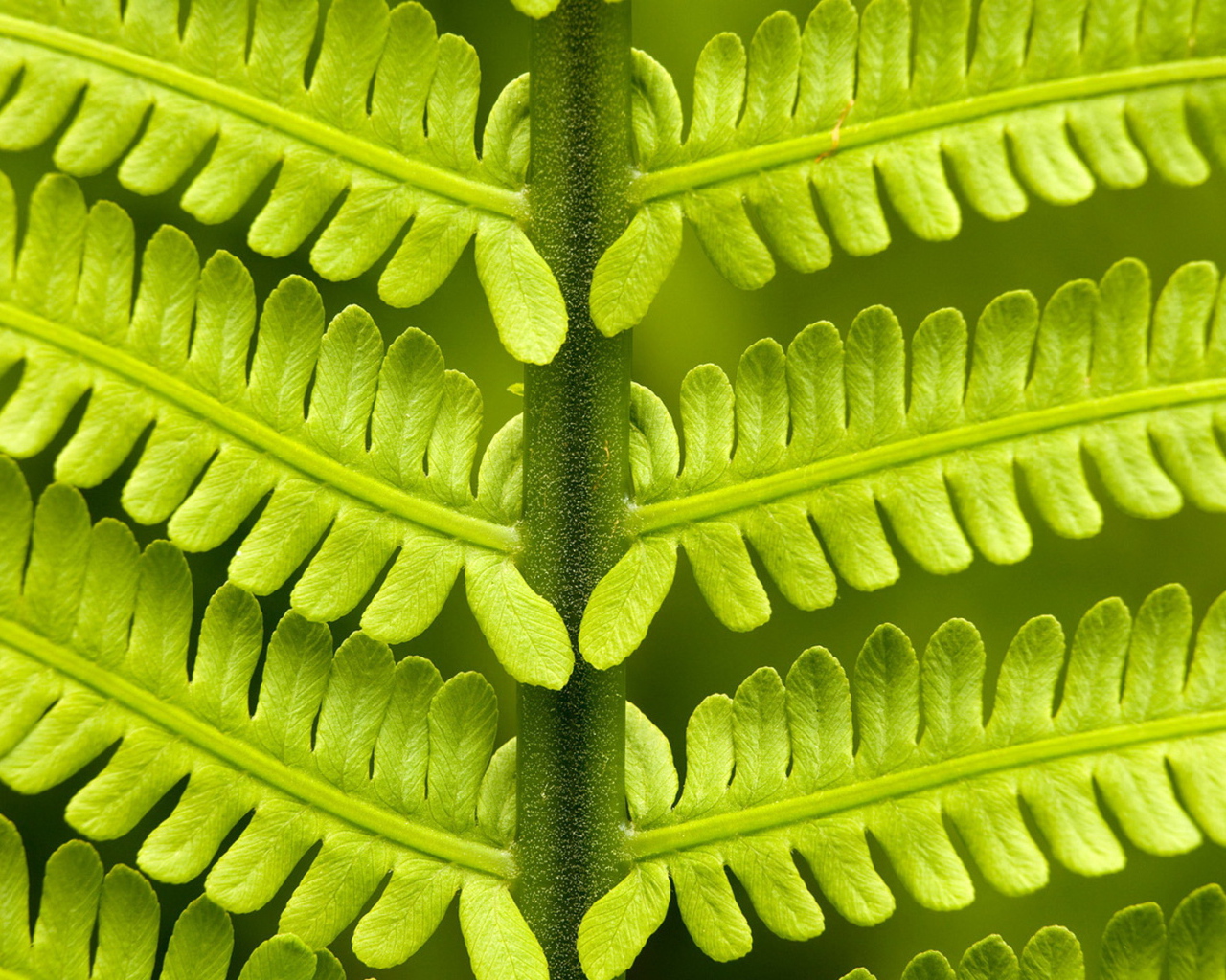 Папоротник