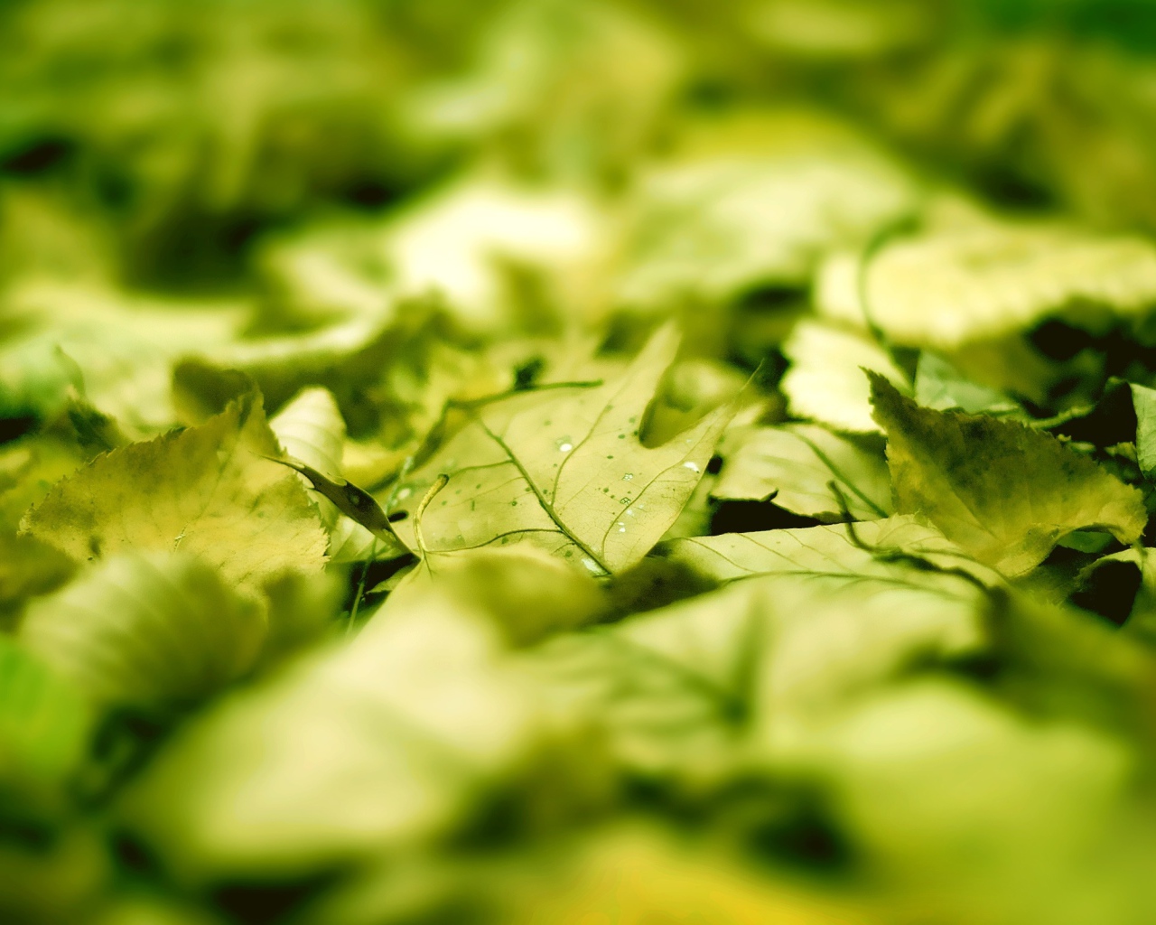 Зеленые листья