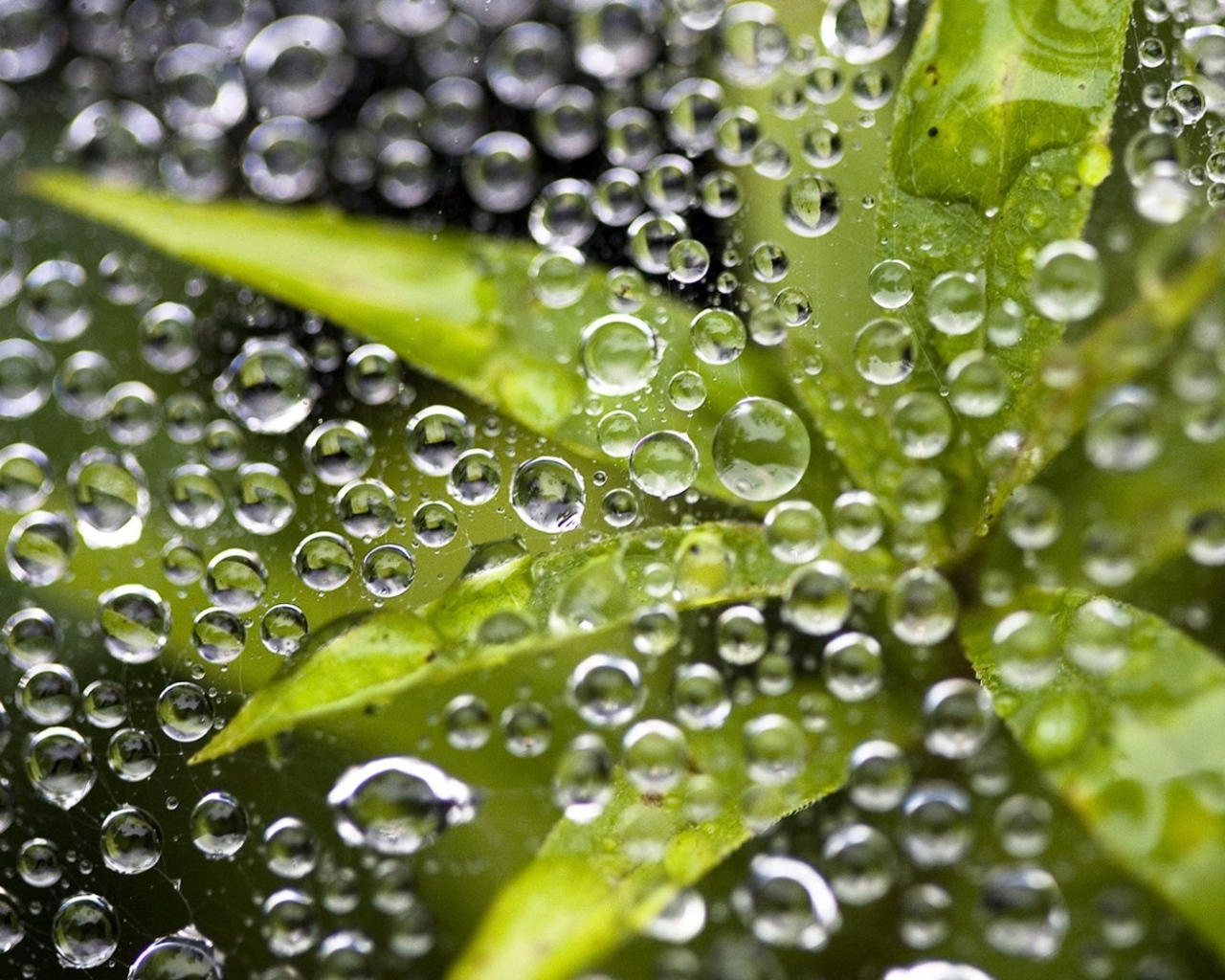 Листья под дождем