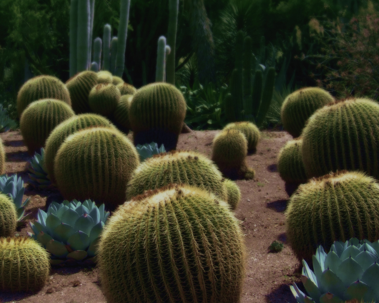 Колючие кактусы