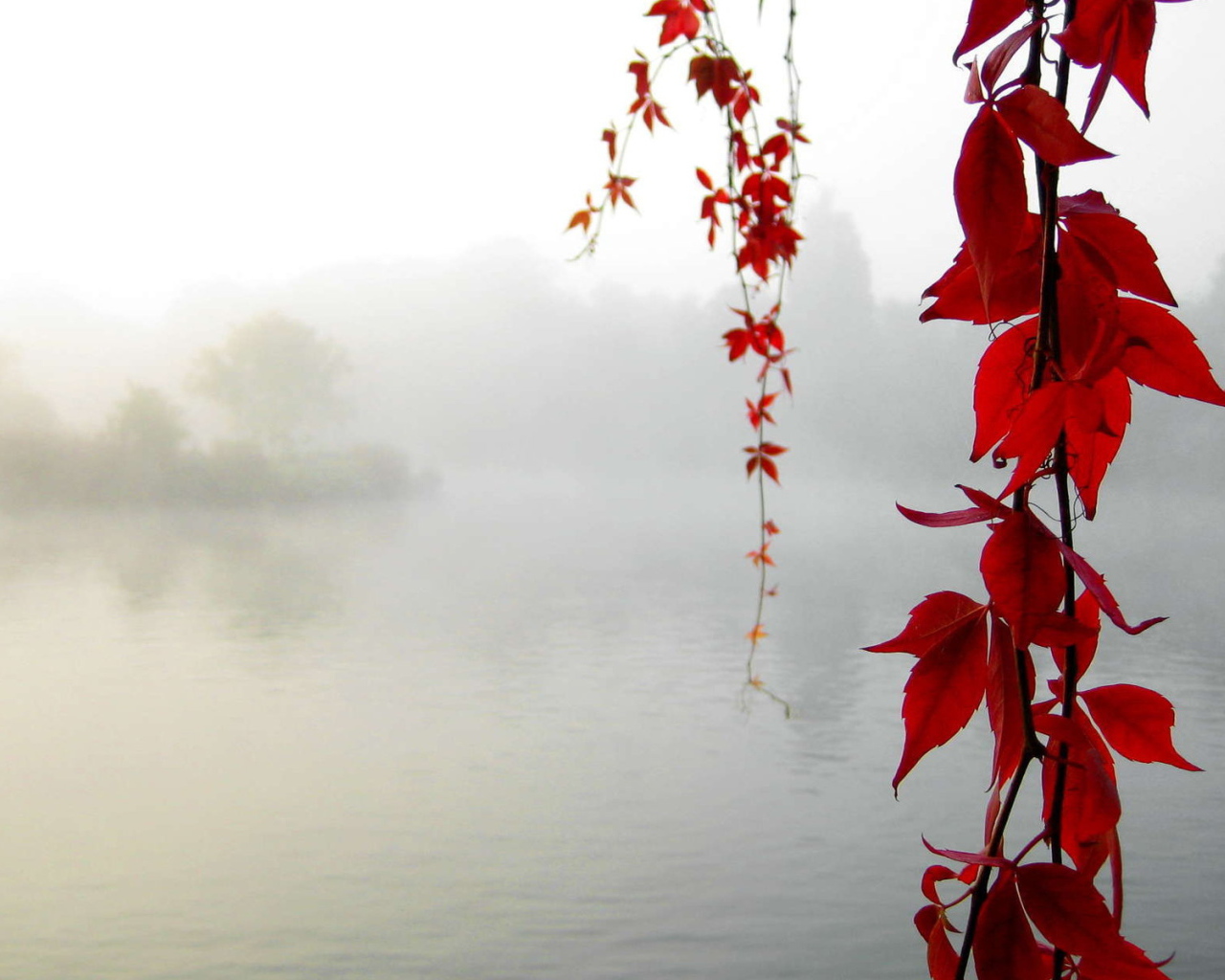 Красный клен