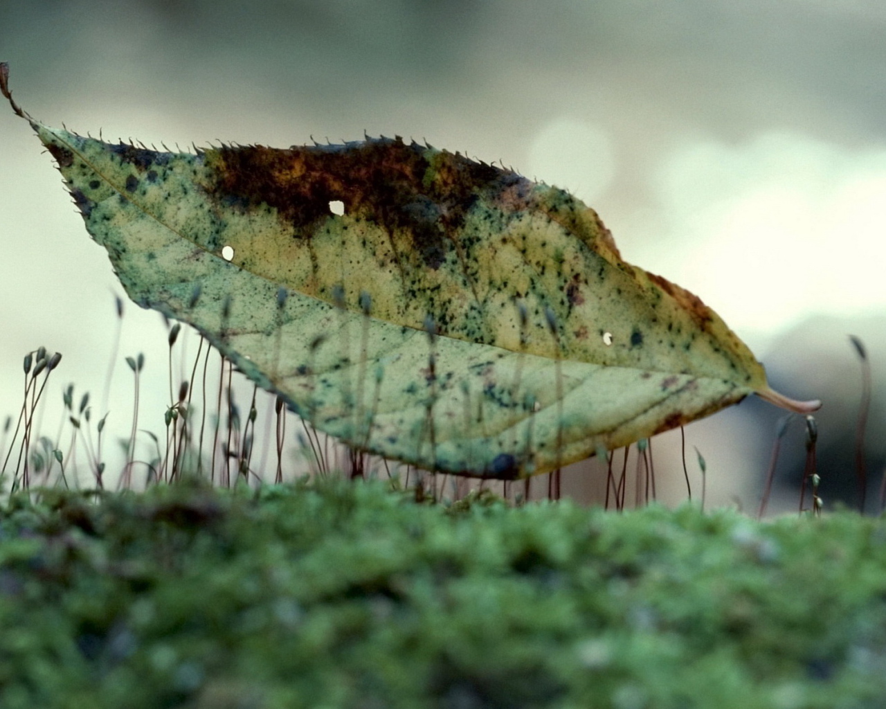 Лист на траве