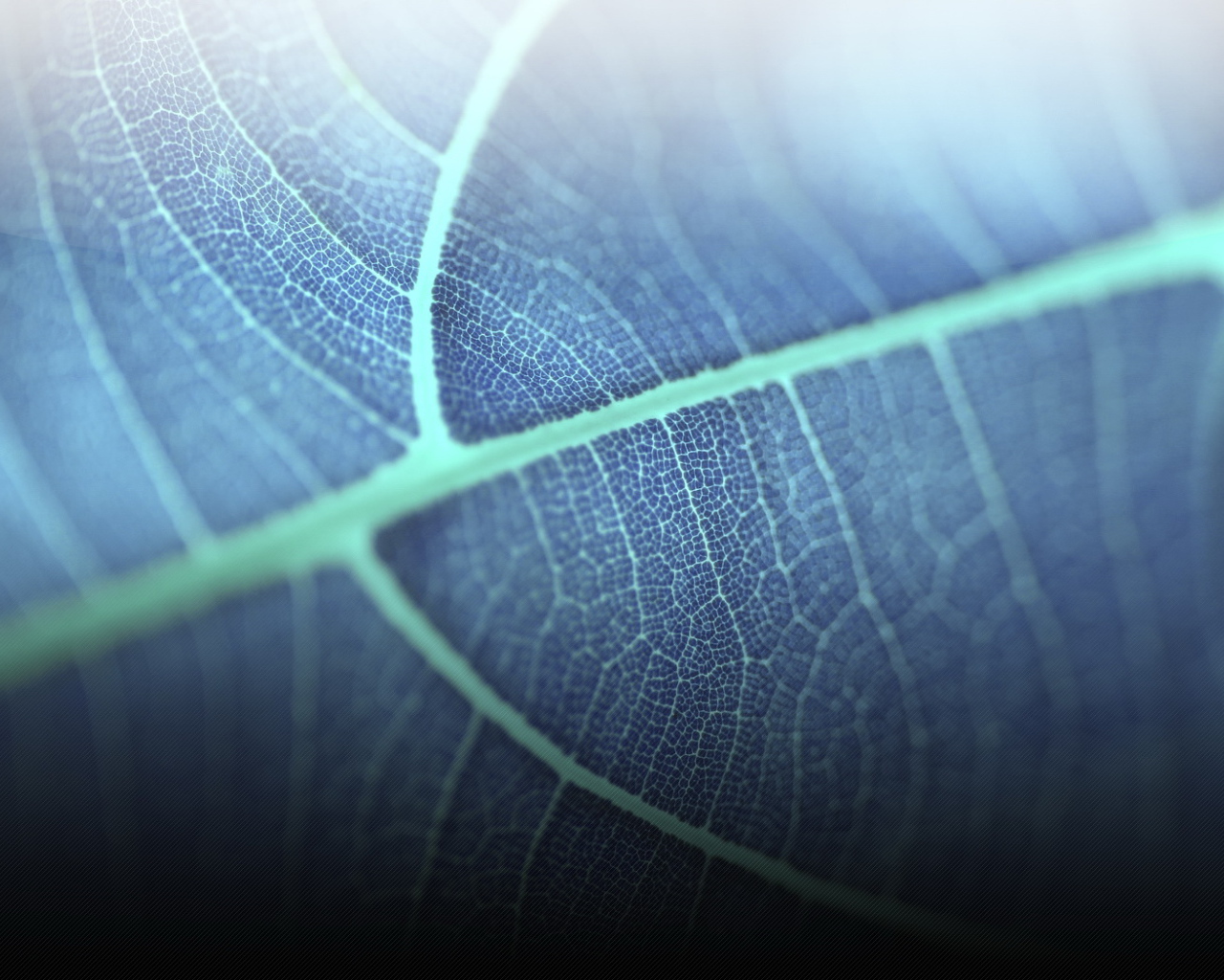 Прозрачный листик